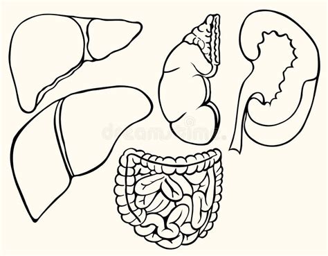 Healthy Viscera System Part Stock Vector - Illustration of anatomical ...