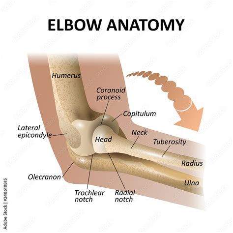 Elbow Joint Model