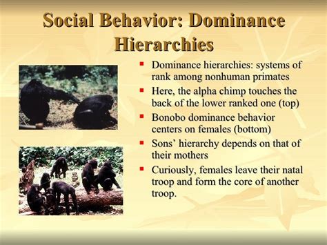 Primate Social Behavior