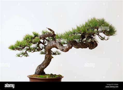 Bonsai Pinus ponderosa (Ponderosa Pine Stock Photo - Alamy