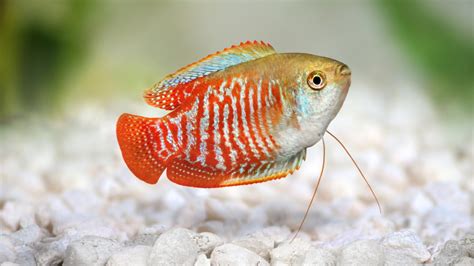 Breeding The Dwarf Gourami - Pet Central by Chewy