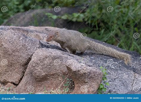 Indian Grey Mongoose or Urva Edwardsii Observed in Hampi, India Stock Image - Image of animal ...