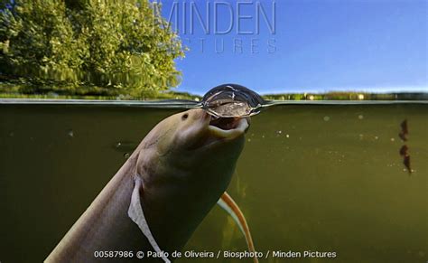 African Lungfish stock photo - Minden Pictures