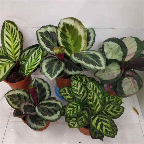 Calathea Plant Varieties