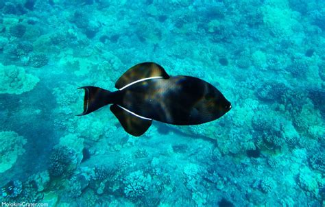 Some Of The Most Common Fish You'll See In Maui Waters