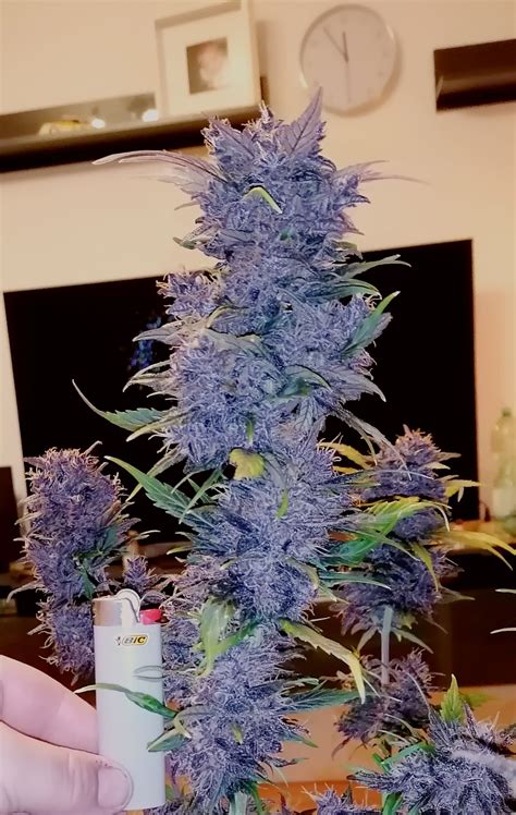 Buy Purple Lemonade Auto Cannabis Seeds | Fast Buds