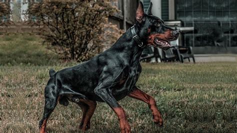 Are Most Doberman Pinscher Aggressive