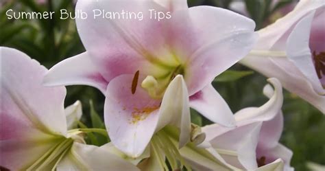 Tasty Tidbits & More: Summer Bulb Planting Tips