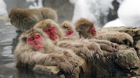 Snow Monkeys & Their Hot Spring: Why They Love It - SNOW MONKEY RESORTS