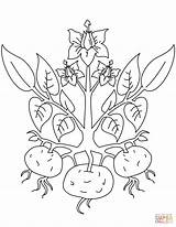 Potato Plant coloring Page  Free Printable Coloring Pages sketch template