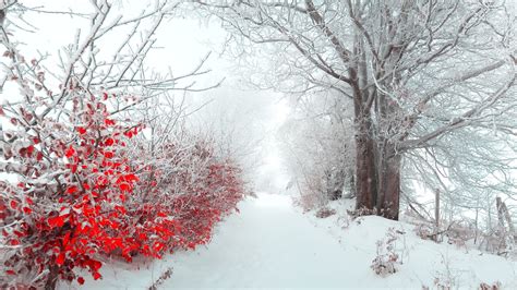 Winter Flowers wallpaper | 1920x1080 | #57941