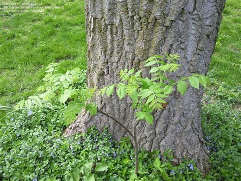 Walnut Tree Leaves Identification