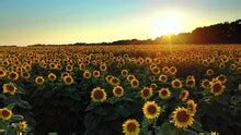 Sunflowers Nature Landscape Free Stock Photo - Public Domain Pictures