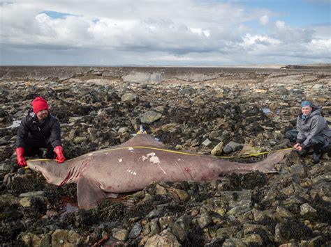 Climate change effects threaten sharks, studies find. Here's why.