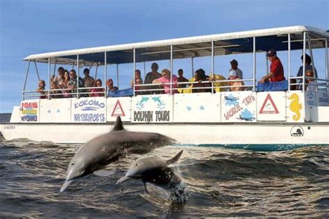 Dolphin Tour Outer Banks South Carolina, Outer Banks North Carolina, Outer Banks Nc, Outer Banks ...