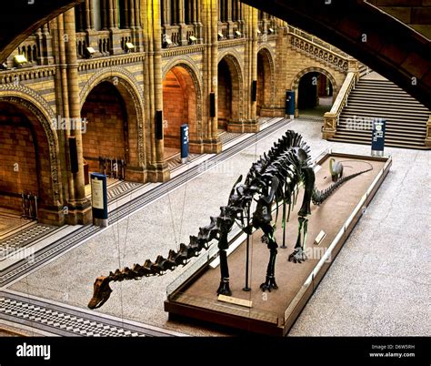 Diplodocus dinosaur skeleton hi-res stock photography and images - Alamy