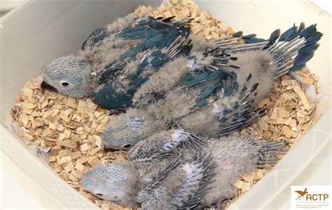 Spix’s Macaw Reintroduction Becomes Reality - ACTP e.V.