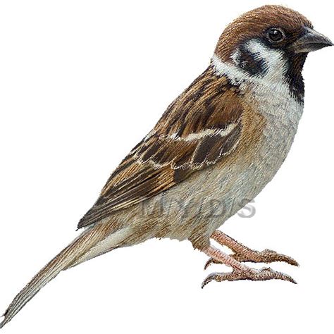 Tree sparrow clipart - Clipground