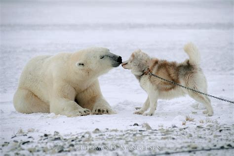 Polar Kiss by Thomas D. Mangelsen