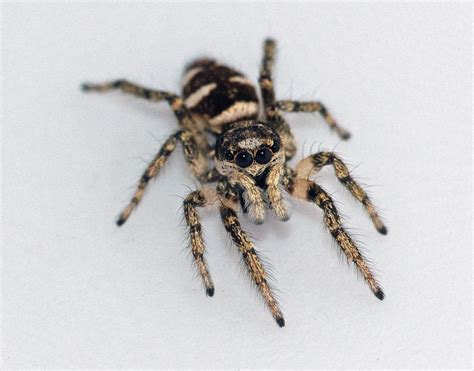 Salticus scenicus | Jumping spider, Spider, Spider pictures