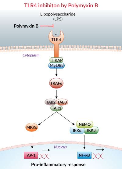 Polymyxin B - TLR signaling inhibitor - LPS-induced TLR4 activation inhibitor