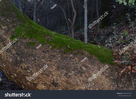 Body Great Cinar Tree Covered Mosses Stock Photo 1906702144 | Shutterstock