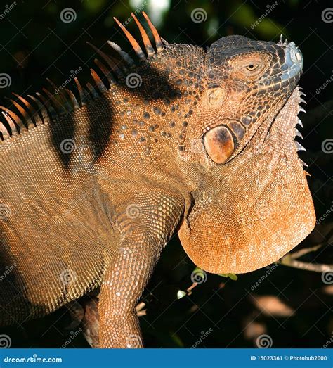 Orange Iguana stock image. Image of rica, lizard, america - 15023361