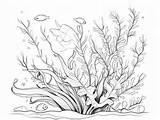 Seaweed Coloring Pages Top 41 Free Printable Designs sketch template