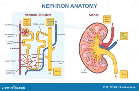 5+ Nephron Diagram Labeled