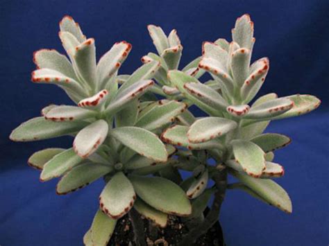 How to Grow and Care for a Panda Plant - World of Succulents