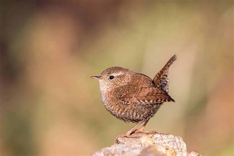 Winter Wren – Indiana Audubon