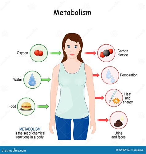 Metabolism. Explanation Diagram with Woman, Food, and Chemical ...