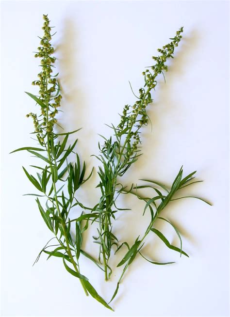 Growing Tarragon - Planting, Using, Harvesting Tips - French Tarragon