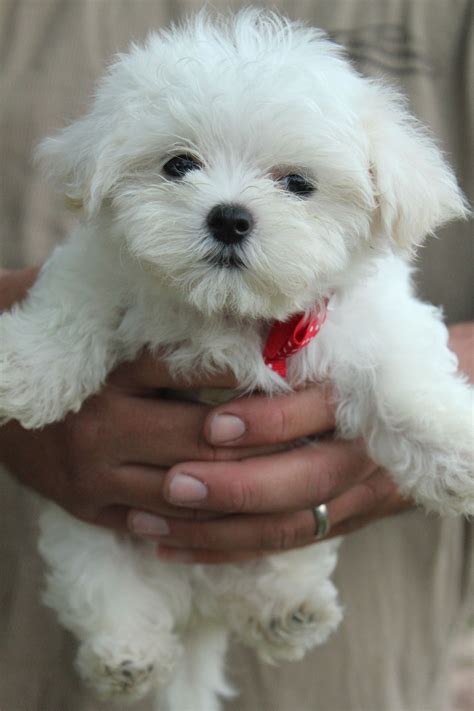 Beautiful bright white Maltese male with such a pretty teddy bear face. | Teacup puppies maltese ...