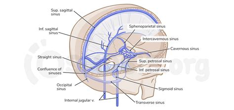 Anatomy of the cranial meninges and dural venous sinuses | Osmosis