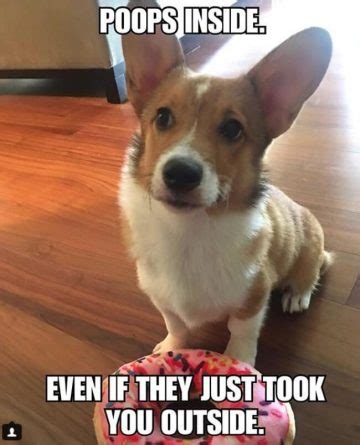 The 14 Funniest Corgi Memes That Will Make You Laugh - The Dogman