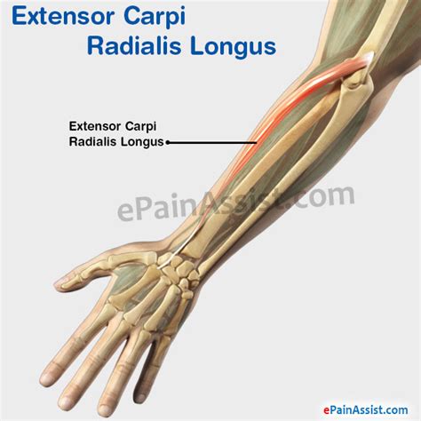 Extensor Carpi Radialis Longus|Structure|Function|Pain