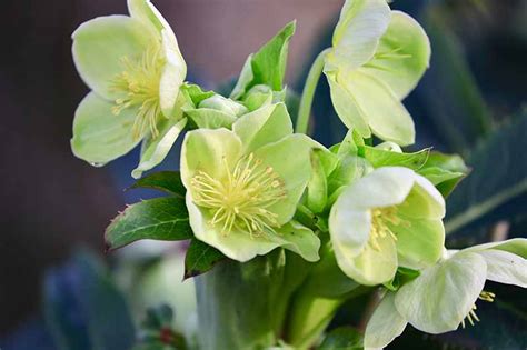 The Different Varieties of Hellebore | Gardener's Path