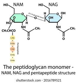 Peptidoglycan Structure And Architecture