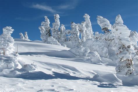 Sfondi : paesaggio, cielo, la neve, inverno, iceberg, brina, lupo, artico, Colorado, abete ...