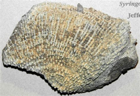 Syringopora hisingeri (fossil coral) (Jeffersonville Limestone, Middle ...