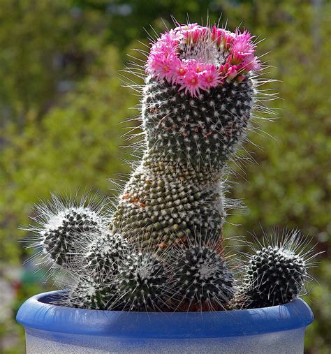 Cactus Flower Plant