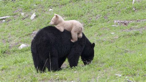 Rare white bear cub spotted in Whistler - British Columbia - CBC News