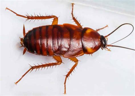 what do baby roaches look like pictures | Certain Large Blogger Stills Gallery