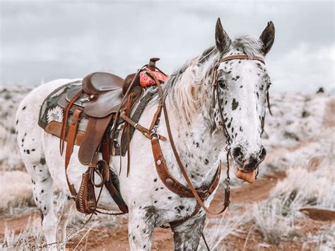 Appaloosa Horse in 2020 | Appaloosa horses, Horse breeds, Horses