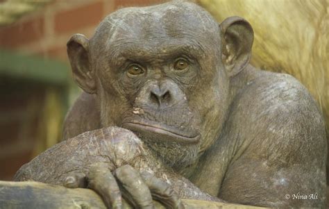 Bald monkey at Twycross Zoo | Flickr - Photo Sharing!