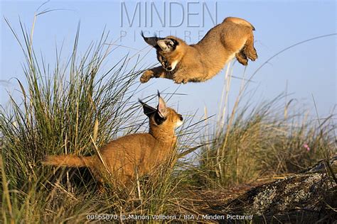 Minden Pictures - Caracal (Caracal caracal) cubs playing, native to Africa and Asia