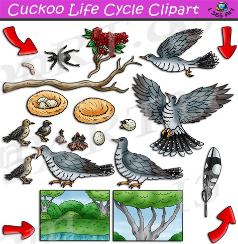 Cuckoo Life Cycle Clipart Set Download - Clipart 4 School