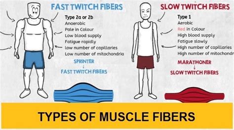 Types of muscle fibers: Slow-twitch Vs. Fast-twitch • Bodybuilding Wizard