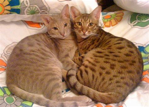 Fur Everywhere: Breed Profile: Ocicat